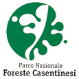 foreste casentinesi
